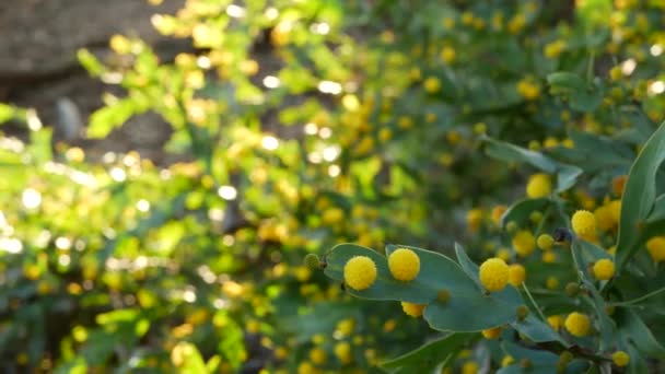 Akác glaukoptera sárga virágok, Kalifornia, USA. Ausztrál endemikus lapos vagy agyagos wattle, szokatlan egyedi egzotikus virágzás. Nyugodt tavaszi reggeli hangulat, trópusi tavaszi esőerdő — Stock videók