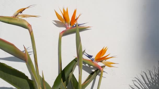 Strelitzia vogel van het paradijs tropische kraanbloem, Californië Verenigde Staten. Oranje exotische bloesem, schaduw op witte muur, natuurlijke trendy huisplant voor thuis tuinieren. Los Angeles zomer sfeer — Stockvideo