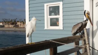 Kaliforniya 'daki iskele parmaklıklarında pelikan ve beyaz karlı akbalıkçıl. Okyanus sahili, kıyı balıkçıl kuşu..