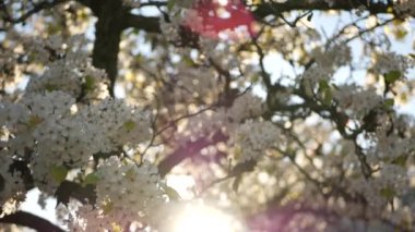 Kaliforniya, ABD 'de kiraz ağacının bahar beyaz çiçeği. Narin sakura çiçekleri armut, elma ya da kayısı. Bahar zamanı taze romantik atmosfer, saf botanik çiçeği, yumuşak odaklı bokeh.