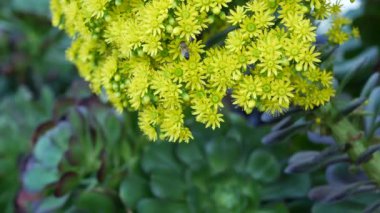 Aeonium arboreum houseleek ağacı sarı çiçek, Kaliforniya, ABD. İrlanda gülü koyu sulu şişkinlik. Evde bahçıvanlık, Amerikan dekoratif ev bitkisi, doğal botanik çöl atmosferi.