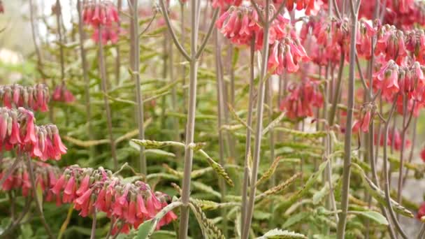 Щасливі дзвони рожевої квітки в саду, Каліфорнія, США. Мати тисяч квітучих весняних квітів, лугова романтична ботанічна атмосфера, тендітний каленхойський капелюх. Корал лосося. — стокове відео