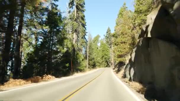 セコイアの森の中で自動運転車、車からの視点を表示します。キングスキャニオン近くの大きなレッドウッド針葉樹の木や道路。北カリフォルニア、米国の国立公園でのロードトリップ。ヒッチハイキング旅行 — ストック動画