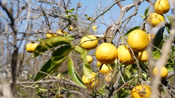 Citrus sinaasappel, blote bladloze boom, Californië, USA. Lente tuin, Amerikaanse lokale landbouwbedrijf plantage, homestead tuinbouw. Sappige verse exotische tropische oogst op tak. Blauwe lucht — Stockvideo