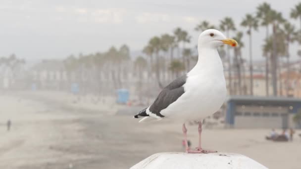 Gaivota branca, California Pacific Ocean Beach. Adorável pássaro perto no cais em Oceanside. — Vídeo de Stock