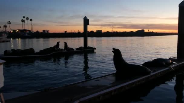 Una rookery de leones marinos en el muelle, California, EE.UU. Vida silvestre de la costa oceánica de California. Foca salvaje por agua de mar. — Vídeo de stock