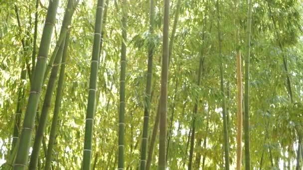 Бамбуковые леса, экзотическая азиатская тропическая атмосфера. Зеленые деревья в саду Шуйдзен. Тихая тихая роща, утренняя гармония свежести в чаще. Японская или китайская природная восточная эстетика — стоковое видео