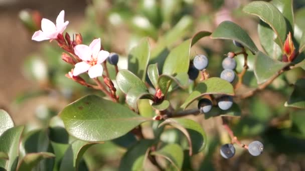 Indiase meidoorn roze bloem, Californië Verenigde Staten. Rhaphiolepis lente verse bloei, romantische botanische sfeer, delicate natuurlijke bloesem. Lente zachte kleur, tuinontwerp en decoratieve sierteelt — Stockvideo