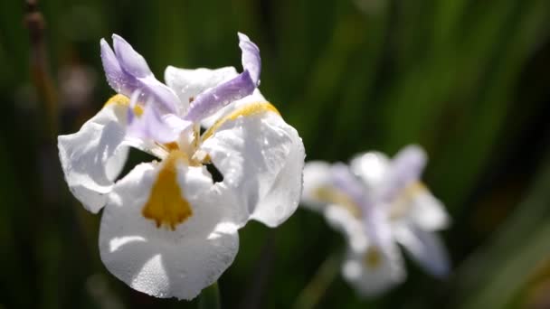 Flor de flor de iris blanco, jardinería en California, EE.UU. Delicada floración en el jardín de la mañana de primavera, gotas de rocío fresco sobre pétalos. flora primaveral en enfoque suave. Fondo botánico natural de cerca — Vídeos de Stock