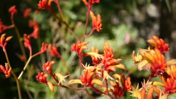 赤い猫またはカンガルーの足の花、カリフォルニア州、米国。Anigozanthos 2色の花を咲かせます。エキゾチックな熱帯オーストラリアの熱帯雨林植物の雰囲気。自然の鮮やかな植物、森や庭の緑のボケ — ストック動画