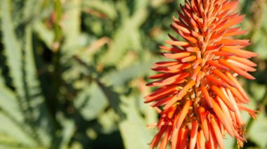 Aloe sulu kırmızı çiçek, California USA. Çöl bitkisi, kurak iklim doğal botanik yakın plan. Aloe Vera 'nın canlı sulu çiçekleri. Amerika 'da bahçıvanlık, kaktüs ve agave ile yetişir.
