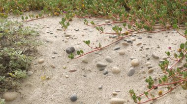 Pasifik Okyanusu kumlu plajındaki sarmaşık bitkisi, Kaliforniya kıyısı, ABD. Kum, minik çiçekler, deniz kenarındaki taşlar ve yeşillik. Encinitas 'taki doğal bitkisel bitki örtüsü, insanların kıyı ekosistemini yenilediği yer.