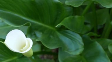 Beyaz zambak çiçeği ve koyu yeşil yapraklar. Zarif çiçekli bir çiçek. Egzotik tropikal yağmur ormanları, şık botanik atmosfer. Doğal canlı yeşillik, cennet estetiği. Arum bitkisi