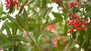Ağaçta kırmızı böğürtlen, Kaliforniya, ABD 'de bahçıvanlık. Doğal atmosferik botanik yakın plan. Viburnum, bahar ya da sonbahar sabah bahçesi ya da orman, taze bahar ya da sonbahar çiçekleri yumuşak odak noktasında