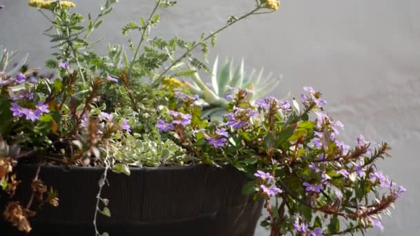 Süslü bahçe çiçekleri, California, ABD 'de bahçe işleri. Dekoratif botanik bitki yetiştirme. Çiçek açan, sulu bitki renkleri — Stok video