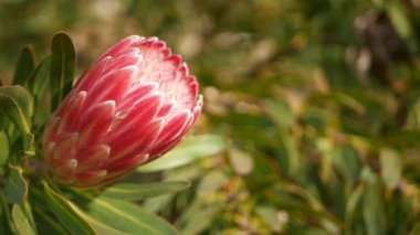 Kaliforniya 'nın bahçesinde pembe bir çiçek. Sugarbush bahar çiçeklenmesinden, romantik botanik atmosferinden ve egzotik çiçeklerden pişmanlık duyar. Mercan somonu bahar rengi. Güney Afrikalı Flora. Yumuşak bulanıklık