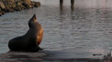 Kaliforniya 'daki rıhtımdaki Sea Lion Rookery' de. Kaliforniya okyanus kıyısı yaban hayatı. Deniz kıyısında vahşi fok..