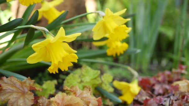 Yellow narcissus flower, California USA. Daffodil floret springtime bloom, morning forest atmosphere, delicate botanical floral blossom. Spring freshness wildflower in wood. Seamless loop cinemagraph — Stock Video