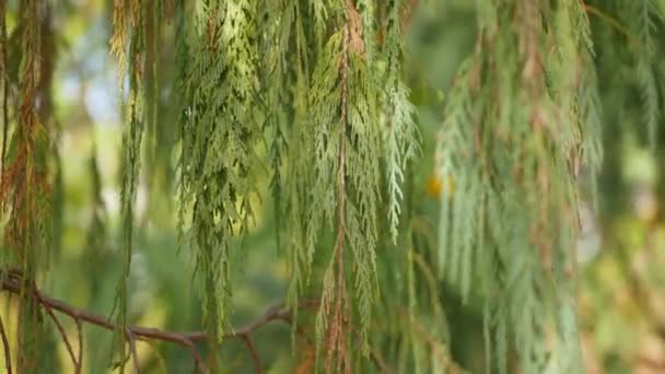 Kaliforniya, ABD 'de, bahçedeki Cypress kozalaklı ağacı. Doğuştan botanik geçmişi var. Bahar sabahı ormanının atmosferi, ilkbahar ormanları. Dekoratif narin yeşillik, yumuşak odak bulanıklığı bokeh — Stok video