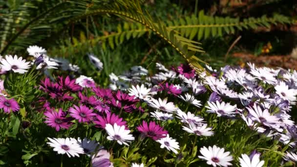 デイジーまたはマルグリット色の花、カリフォルニアUSA 。灰またはケープマリーゴールド多色紫色の紫色の花を咲かせます。ホームガーデニング、アメリカの装飾住宅植物、自然植物の雰囲気 — ストック動画