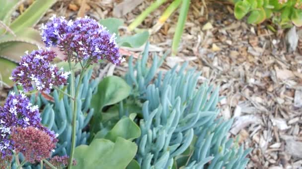 Isväxt saftig trädgårdsskötsel i Kalifornien, USA. Trädgårdsdesign. Naturliga botaniska prydnadsväxter mexikanska krukväxter och blommor, torra öken blomsterodling. Lugn atmosfär. Surt eller hottentot fikon — Stockvideo