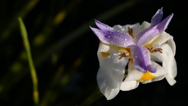 Fioritura di iris bianco, giardinaggio in California, Stati Uniti d'America. Fioritura delicata in giardino di mattina di primavera, gocce di rugiada fresca su petali. flora primaverile a fuoco morbido. Naturale botanico primo piano sfondo — Video Stock