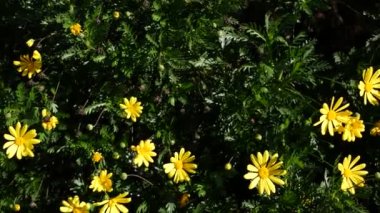 Sarı papatya çiçeği, California, ABD 'de bahçe işleri. Doğuştan botanik geçmişi var. Euryops Pectinatus bahar taze bahçesinde çiçek açar. İlkbahar bitkisi, Asteraceae çalısı yumuşak odak.