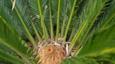 Cycad eğreltiotu yaprakları California, ABD 'de. Yeşil, sulu, doğal botanik yaprakları. Ensefalartos ya da zamiaceae dioon palmiye yeşilliği. Tropik yağmur ormanları orman atmosfer bahçesi tasarımı