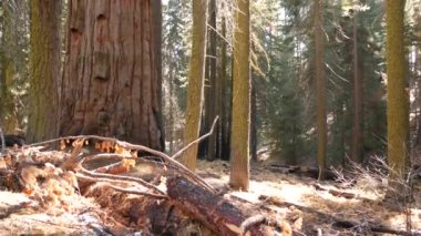 Sequoia Ormanı, Ulusal Park 'taki sekoya ağaçları, Kuzey Kaliforniya, ABD. King 's Canyon yakınlarındaki ormanlıkta. Seyahat ve yürüyüş turizmi. Eşsiz lagre kozalaklı çam ağaçları, kocaman uzun gövdeleri var.