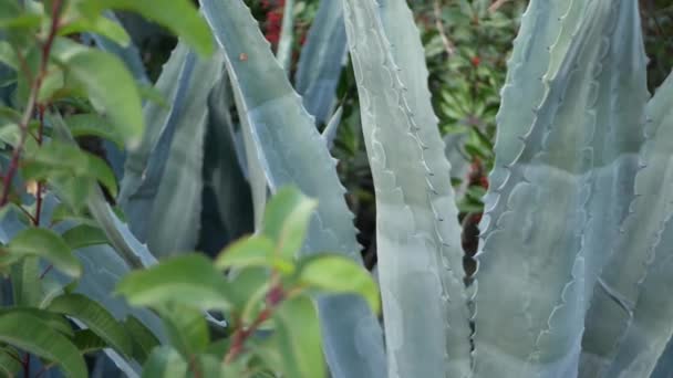 Agave yaprakları, Kaliforniya, ABD 'de sulu bahçıvanlık. Ev bahçesi tasarımı, yukka, yüzyıl bitkisi ya da aloe. Doğal botanik süslemeleri, Meksika ev bitkileri, kurak iklim dekoratif bitki örtüsü. — Stok video