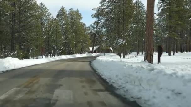 冬の森の中の雪、自動車の運転、冬のユタ州の道路の旅米国。針葉樹、フロントガラスを介して車からの眺め松。クリスマス休暇、ブライスキャニオンへの12月の旅。森へのエコツーリズム — ストック動画