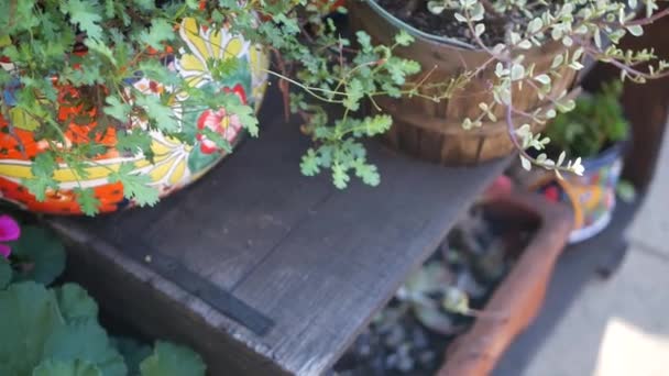 Suculentas em vaso, jardinagem em São Paulo Brasil. Plantas de casa verde em vasos de barro coloridos. Estilo mexicano jardim design, deserto árido floricultura decorativa. Vegetação botânica natural ornamental — Vídeo de Stock