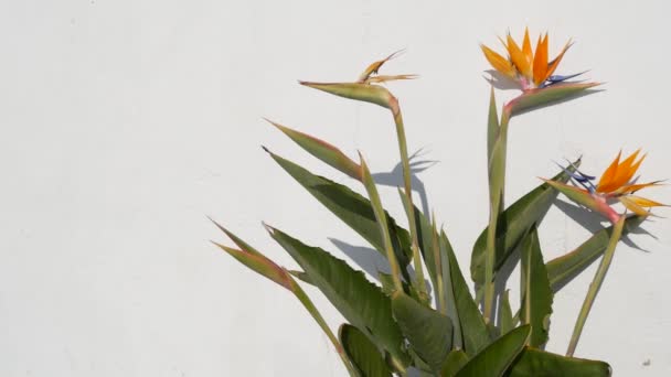 Strelitzia madár paradicsom trópusi daru virág, California USA. Narancs egzotikus virágos virág, árnyék a fehér falon, természetes trendi házi kertészkedés. Los Angeles nyári hangulata — Stock videók