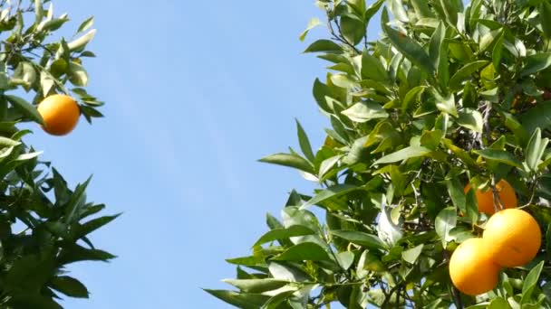 Pomarańczowy owoc cytrusowy na drzewie, Kalifornia USA. Wiosenny ogród, amerykańska plantacja gospodarstw rolnych, ogrodnictwo zagrodowe. Soczyste świeże liście, egzotyczne tropikalne zbiory na gałęzi. Wiosenne niebo — Wideo stockowe