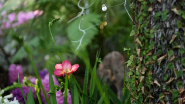 Liten freesia hyacint lila blomma i skogen, Kalifornien USA. Våren morgon atmosfär, delikat liten violett rosa grön växt. Vårälva botanisk ren friskhet. Ekosystem för vildmarksskog — Stockvideo