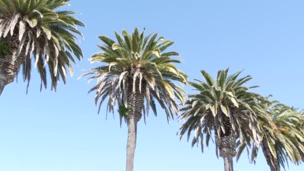 Palmeras en Los Ángeles, California, EE.UU. Estética veraniega de Santa Mónica y Venice Beach en el océano Pacífico. Cielo azul claro y palmeras icónicas. Atmósfera de Beverly Hills en Hollywood. LA vibraciones — Vídeos de Stock