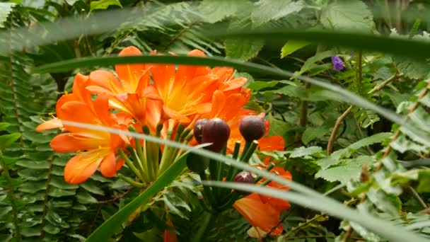 Natal bush kafir lily flower, California, USA. Clivia miniata arancio fiammeggiante esotico ardente vibrante fioritura botanica. Atmosfera tropicale della foresta pluviale della giungla. Giardino naturale vivido fresco verde succoso — Video Stock