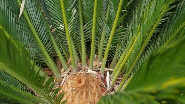 Φύλλα Cycad φτέρη στο δάσος, Καλιφόρνια ΗΠΑ. Πράσινο ζουμερό φυσικό βοτανικό φύλλωμα. Encephalartos ή zamiaceae dioon φύλλα πλούσια σε φοίνικες. Τροπικά τροπικά δάση ζούγκλα ατμόσφαιρα κήπο σχεδιασμό — Αρχείο Βίντεο