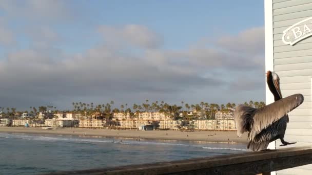 Dziki brązowy pelikan na molo, California ocean beach USA. Pelecanus przybrzeżny, wielki ptaku. Dziób duży — Wideo stockowe