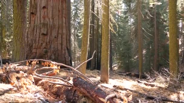 Sequoia bos, sequoia bomen in het nationale park, Noord Californië, USA. Oude bossen in de buurt van Kings Canyon. Wandel- en wandeltoerisme. Unieke lagune naaldbomen met massieve hoge stammen — Stockvideo