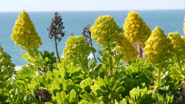 Aeonium arboreum houseleek fa sárga virág, California USA. Ír rózsa zamatos virágzás. Otthon kertészkedés, amerikai dekoratív dísznövény, természetes botanikus óceán strand hangulata — Stock videók