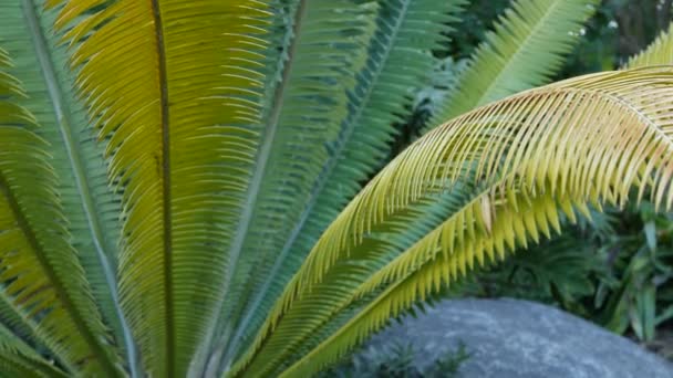 Φύλλα Cycad φτέρη στο δάσος, Καλιφόρνια ΗΠΑ. Πράσινο ζουμερό φυσικό βοτανικό φύλλωμα. Encephalartos ή zamiaceae dioon φύλλα πλούσια σε φοίνικες. Τροπικά τροπικά δάση ζούγκλα ατμόσφαιρα κήπο σχεδιασμό — Αρχείο Βίντεο