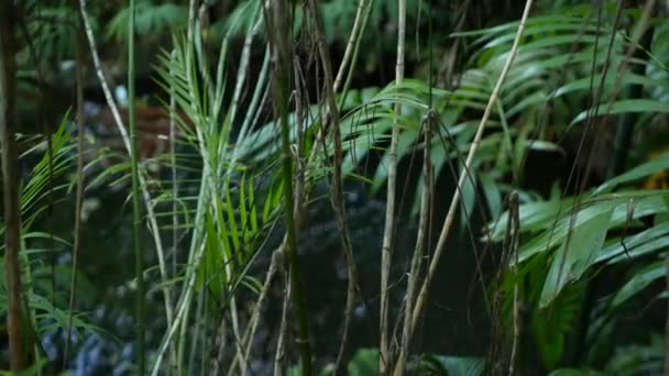 Egzotikus dzsungel esőerdő trópusi atmoszféra. Fern, tenyér és friss lédús levelek, amazon sűrű benőtt mély erdő. Sötét természetes növényzet buja lombozat. Örökzöld ökoszisztéma. Paradicsomi esztétika — Stock videók