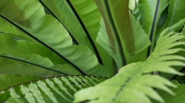 Kuşlar eğreltiotu yeşil yaprakları yuva yapar. Egzotik tropikal Amazon yağmur ormanları, modaya uygun botanik atmosfer. Doğal yemyeşil yeşillik, cennet estetiği. Asplenium nidus bitki yaprağı