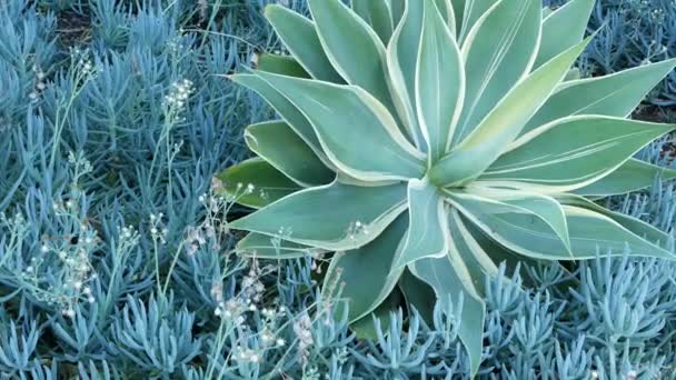 Blue agave leaves, succulent gardening in California USA. Home garden design, yucca century plant or aloe. Natural botanical ornamental mexican houseplants, arid desert floriculture. Calm atmosphere. — Stock Video