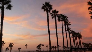 Kaliforniya 'da palmiyeler ve alacakaranlık gökyüzü. Tropik okyanus sahili günbatımı atmosferi. Los Angeles titreşimleri.