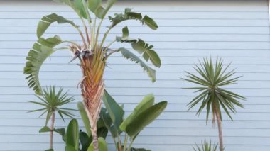 Strelitzia cennet kuşu çiçek, California hayal ABD. Pasifik Okyanusu 'ndaki Santa Monica ve Venice Sahili' nin yaz estetiği. Hollywood 'un atmosferi. Mavi ahşap duvar, LA bahar taze titreşimleri