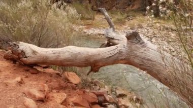 Zion Ulusal Parkı 'ndaki dağ nehri, Utah, ABD' de sonbahar. Yağmurlu kırmızı kanyon, terracotta taşları ve derede akarsu. Sisli hava ve sakin düşüş atmosferi. Amerika Birleşik Devletleri 'nde çevre turizmi