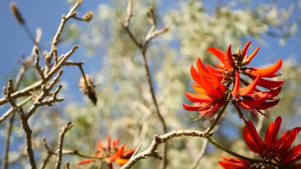 Coral tree red flower in garden, California USA. Erythrina plamen strom jarní květ, romantická botanická atmosféra, jemné exotické tropické květy. Jarní okázalé barvy. Měkká svěžest rozostření — Stock video