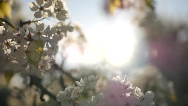 Jarní bílý květ třešně, Kalifornie, USA. Jemné jemné sakura květy hrušky, jablka nebo meruňky. Jarní svěží romantická atmosféra, čistý botanický květ, měkké ostření bokeh. — Stock video